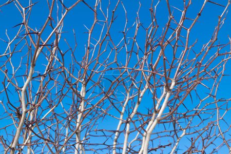 Bare branches with thorns against the blue sky. Plants and trees.