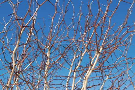 Bare branches with thorns against the blue sky. Plants and trees.