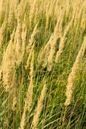 Yellow dry grass in the field. Calamagrostis epigejos, wood small-reed, bushgrass.