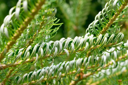 Abies koreana 'Silberlocke', close-up. Green coniferous plant background. Plants and trees in a botanical garden.