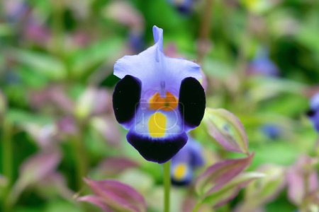 Hermosa flor de torenia, primer plano. Flores azules en el jardín. Fondo floral. Paisaje floral.