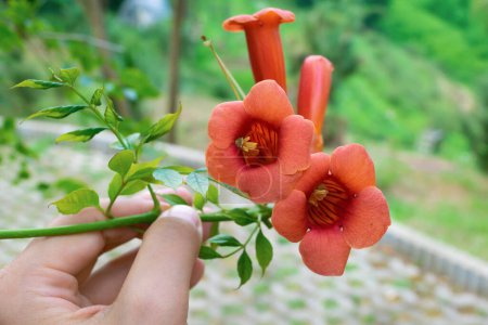Campsis radicans, the trumpet vine, yellow trumpet vine, trumpet creeper, hummingbird vine. Beautiful red flowers, close-up.