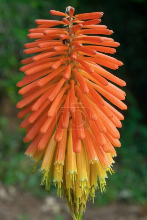 Beautiful Kniphofia uvaria flower, close-up. tritomea, torch lily, red hot poker. Plants in the garden.
