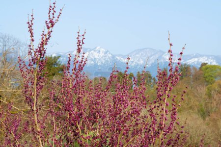 Schöne rosa Blumen vor dem Hintergrund der Berge. Cercis siliquastrum, der Judasbaum. Naturlandschaft.