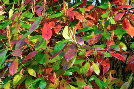 Die Verwüstung der Rotspitze Photinia. Rot-grüne mehrfarbige Blätter. Grüner Hintergrund. Pflanzen und Bäume.