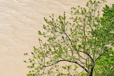 Dirty brown water in the river. Tree near the river. Nature.