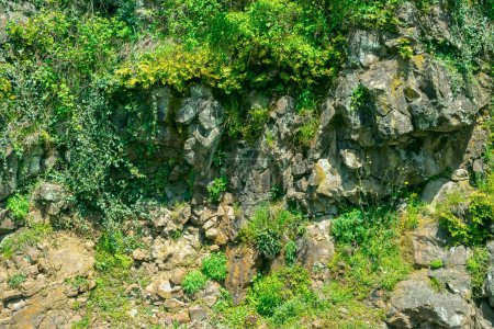 Stone cliff overgrown with moss and plants. Natural stone background.