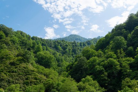 Beautiful summer mountain landscape. Green Forest. Hilly terrain. Hiking in the mountains.