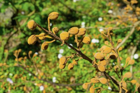 Flower buds of Paulownia tomentosa, close-up. princess tree, empress tree, foxglove-tree.