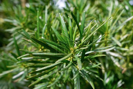 Green leaves of Podocarpus macrophyllus, close-up. yew plum pine, Buddhist pine, fern pine, Japanese yew.