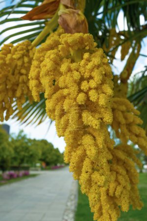 Flores de palma amarillas, primer plano. Floración de primavera. Plantas y árboles. Naturaleza. traquicarpo fortunei