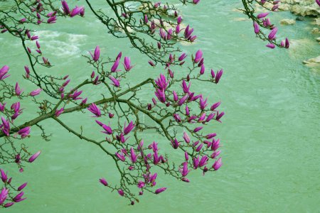 Pink magnolia flowers against the background of the river. Magnolia branches bend towards the water.