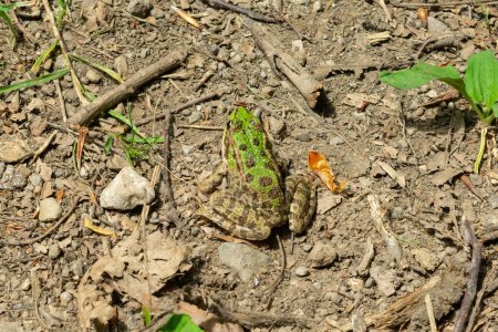 Pelophylax nigromaculatus. Frog on the ground. Good disguise. Animals, amphibians.