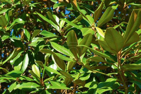 Green magnolia leaves. Green plant background. Plants and trees. Nature.