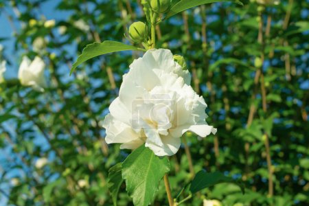 Hermosas flores blancas. Hibiscus syriacus, la rosa de Sharon, ketmia siria, arbusto althea, simplemente althea, rosa malva.