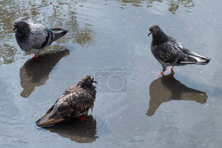 Pigeons in a puddle. Birds in an urban environment. Animals.