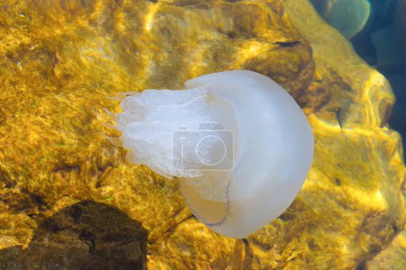 Jellyfish in the water. Marine life. Transparent water in the sea, seabed.