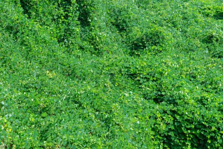 Grünes Dickicht von Kudzu. Grüner Pflanzenhintergrund. Naturlandschaft. Pflanzen und Bäume. Pueraria montana var. lobata, die ostasiatische Pfeilwurzel oder Kudzurebe