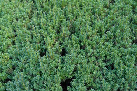 Abies korean Tundra. Green coniferous background. Plants and trees. Decorative tree.