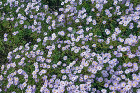 Glade of flowers Symphyotrichum novi-belgii, New York aster. Floral background. Summer flowering in the garden.