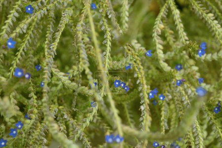 Pflanze mit kleinen blauen Blüten. Anchusa officinalis, der Gemeine Bugloss, Alkanet.
