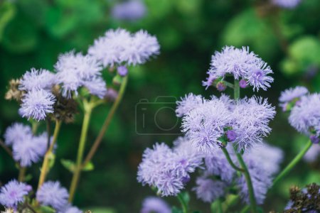 Ageratum bleu fleurs dans le jardin, gros plan. Fond floral. Paysage floral. asclépiade