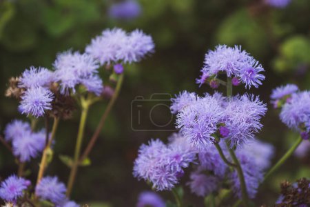 Ageratum bleu fleurs dans le jardin, gros plan. Fond floral. Paysage floral. asclépiade
