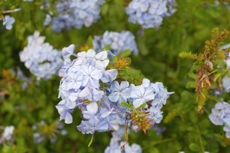 Blauer Plumbago auriculata blüht im Garten, aus nächster Nähe. das Kap-Bleiwurz, blauer Klempner, Kap-Klempner