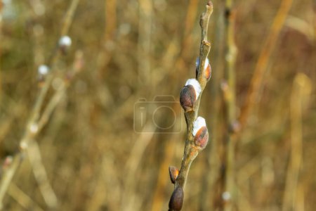 Buds on the branches. Willow. The coming of spring. Nature.