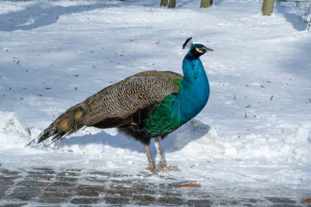 The Indian peafowl (Pavo cristatus) in a winter park. Exotic bird among the snow. the common peafowl, blue peafowl.