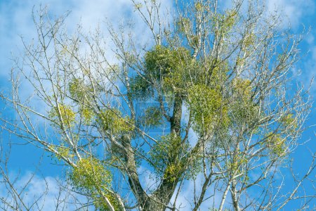 Mistletoe bushes on a tree against a blue sky. Viscum album, European mistletoe, common mistletoe. a hemiparasite.