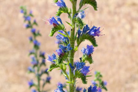 Blue Echium vulgare flowers in a meadow, close-up. viper's bugloss, blueweed.