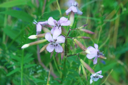 Fleurs violettes de Saponaria officinalis dans la prairie, gros plan. yucca glauque.