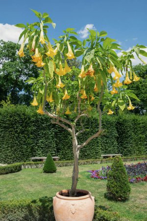 Plant with large yellow flowers in the garden. Brugmansia, angel's trumpets.