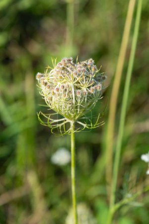 Daucus carota, wild carrot in a meadow, close-up. European wild carrot, bird's nest, bishop's lace, Queen Anne's lace