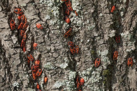 Les scarabées rouges rampent sur un arbre. Le pyrrhocoris apterus. Insectes.