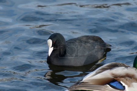 The Eurasian coot (Fulica atra) swims in a pond. Birds in the wild.