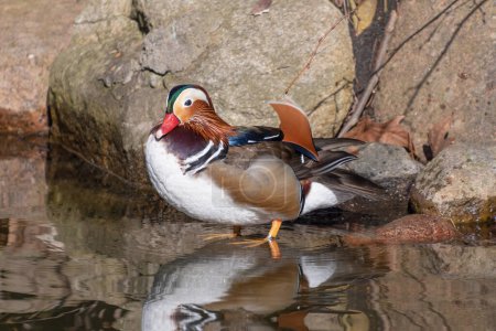 The mandarin duck (Aix galericulata). Beautiful duck in the pond. A bird with colorful, multi-colored plumage.