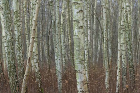 Young birch forest. Thin tree trunks. Natural forest background. Forest landscape.