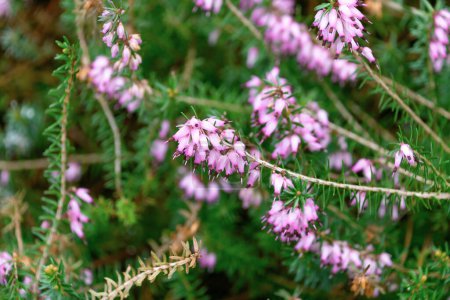 Hermosas flores de Erica carnea rosa. brezo de invierno, brezo de invierno, brezo de primavera o brezo alpino