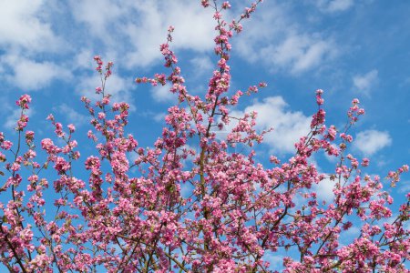 Beautiful pink flowers of Prunus campanulata. Taiwan cherry, Formosan cherry, bellflower cherry. Spring bloom.