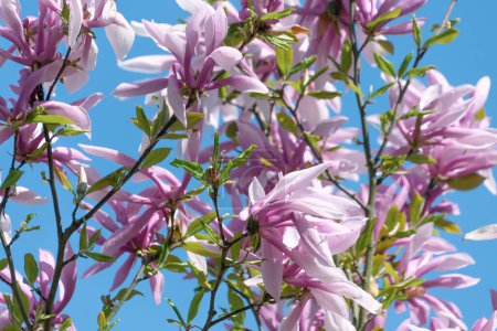 Schöne rosa Blüten der Magnolia liliiflora. Frühjahrsblüte. Frühlingslandschaft. Floraler Hintergrund. Mulan-Magnolie, Purpurmagnolie, rote Magnolie, Lilienmagnolie, Tulpenmagnolie, Holzorchidee.