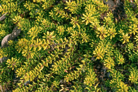Empetrum nigrum, Krähenbeere, schwarze Krähenbeere. Grüne Pflanze natürlichen Hintergrund. Familie Ericaceae