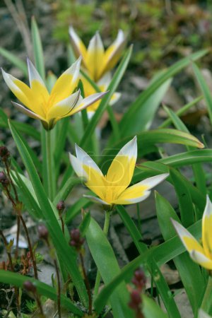 Beautiful yellow flowers of Tulipa urumiensis. the late tulip or tardy tulip. Spring bloom.