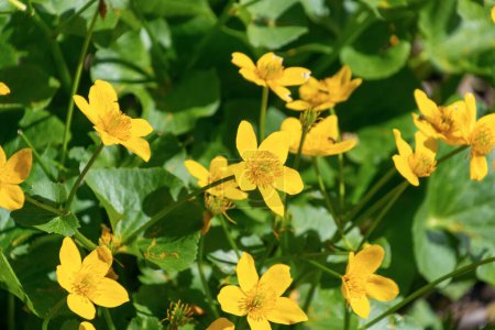 Yellow flowers of Caltha palustris. marsh-marigold, kingcup. Spring bloom. Floral background.