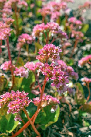 Beautiful pink flowers of Bergenia crassifolia. heart-leaved bergenia, heartleaf bergenia, leather bergenia, winter-blooming bergenia, elephant-ears, elephant's ears, Korean elephant-ear, badan, pigsqueak, Siberian tea, Mongolian tea