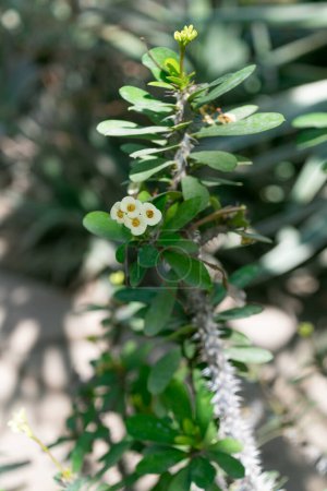 Euphorbia milii germe, gros plan. la couronne d'épines, la plante du Christ, l'épine du Christ.