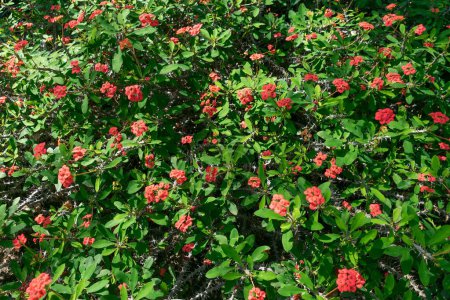 Fleurs rouges d'Euphorbia milii. la couronne d'épines, la plante du Christ, l'épine du Christ.