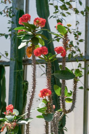 Red flowers of Euphorbia milii. the crown of thorns, Christ plant, Christ's thorn.