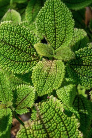 Beautiful green leaves of Pilea involucrata, close-up. Natural plant background. friendship plant.